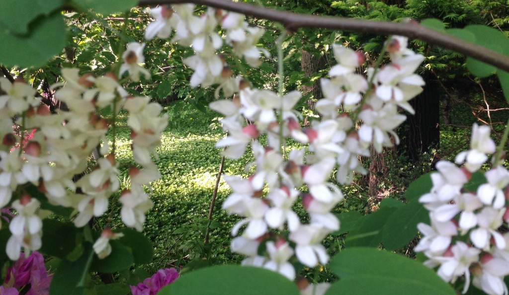 photo-yushu-flower